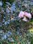 The E. G. Waterhouse National Camellia Gardens High Tea Lunch Image -648cef8b61c7d